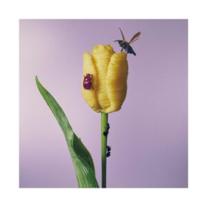 Aimyon - Oishii Pasta ga Aru to Kiite